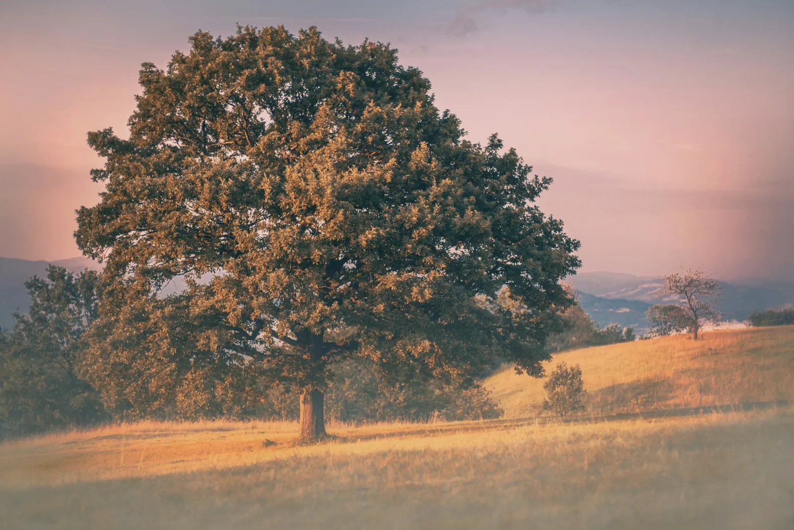 A lone oak tree