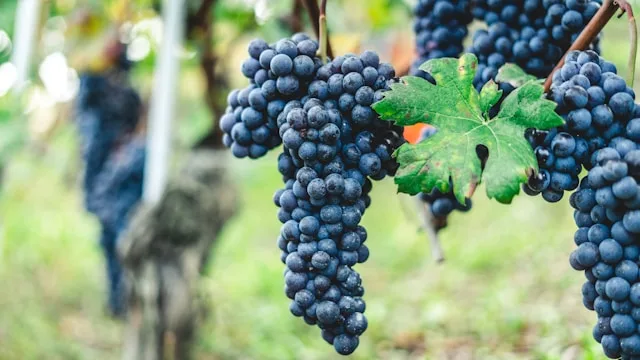 Asti's Wine Sector Is Exporting More and Retaining Less: The Talent Contradiction Behind DOCG Growth