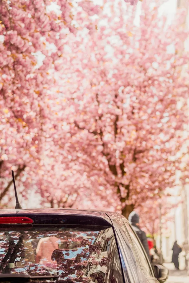 Bonn's Confectionery Cluster Invested €200 Million in Automation and Made Its Talent Crisis Worse