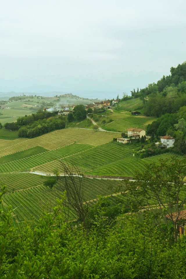 Cuneo's Agri-Food Sector in 2026: Two Industries Sharing One Talent Pool, and Why Neither Gets What It Needs