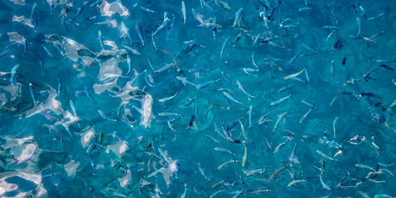 Hue's Aquaculture Boom Has a Talent Problem No Infrastructure Project Can Solve