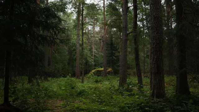 Jakobstad's Pulp and Packaging Cluster: How a Bilingual City Became One of Finland's Hardest Places to Hire