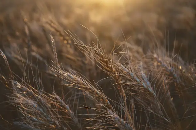 Kostanay's Grain Sector Is Expanding Capacity It Cannot Staff: The Talent Mismatch Behind Kazakhstan's Breadbasket