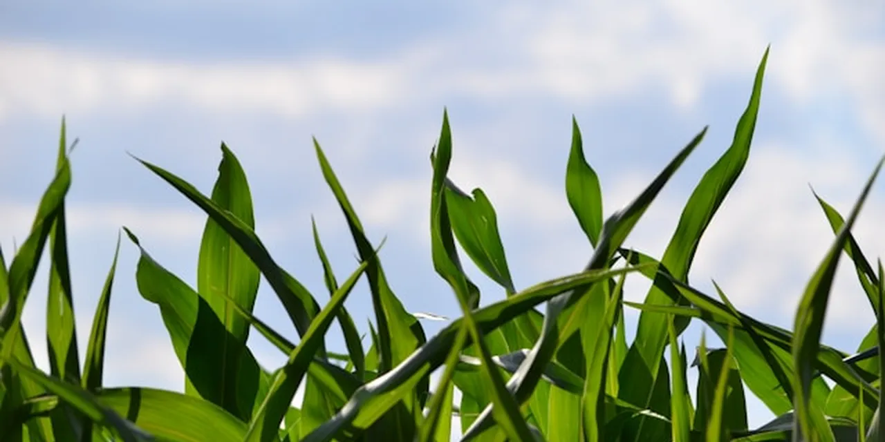 Prizren Agribusiness in 2026: Why €70 Million in EU Funding Has Not Solved the Hiring Problem