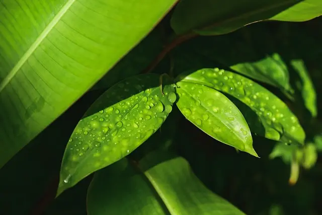 Sur's Eco-Tourism Paradox: A Sector That Cannot Scale Its Best Asset and Cannot Retain the People Who Run It