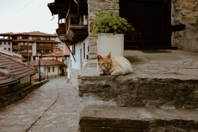 Veliko Tarnovo's Heritage Tourism Boom Has Outgrown the Talent That Runs It